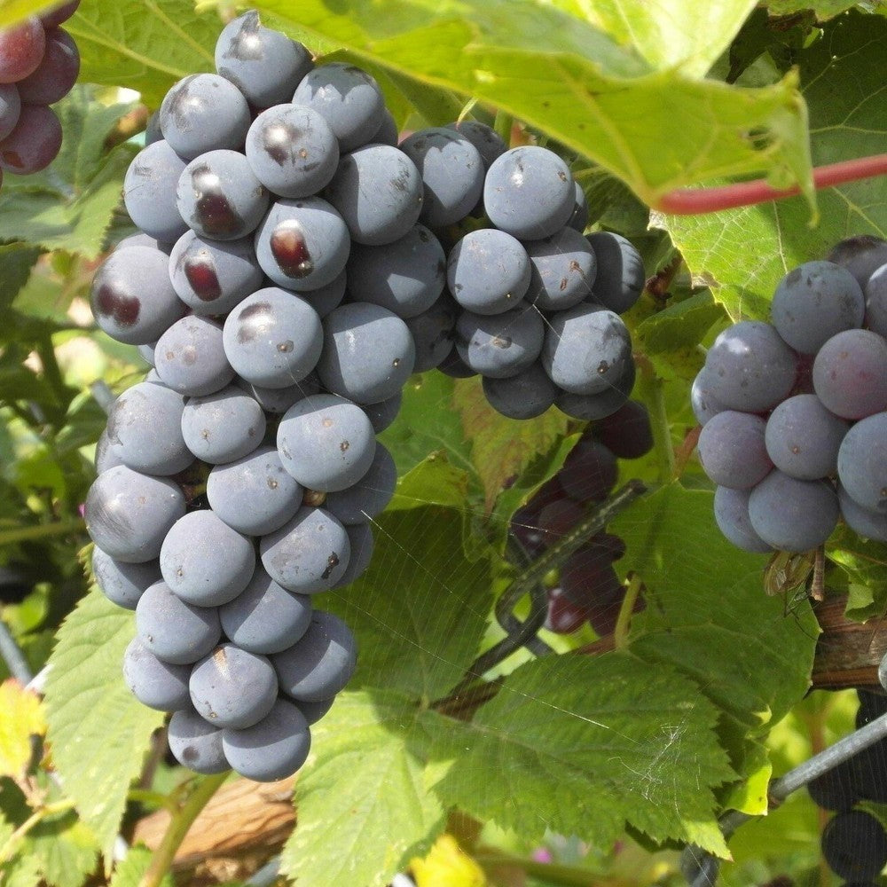 PIANTA DA FRUTTO UVA MOSCATO NERO in vaso età 2/3 anni (foto reali)