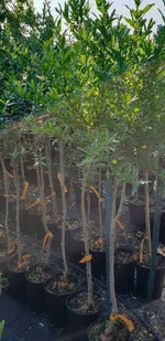 Carica immagine nel visualizzatore Galleria, PIANTA DA FRUTTO MELOGRANO ACCO in vaso 20 età 2/3 anni (foto reali)