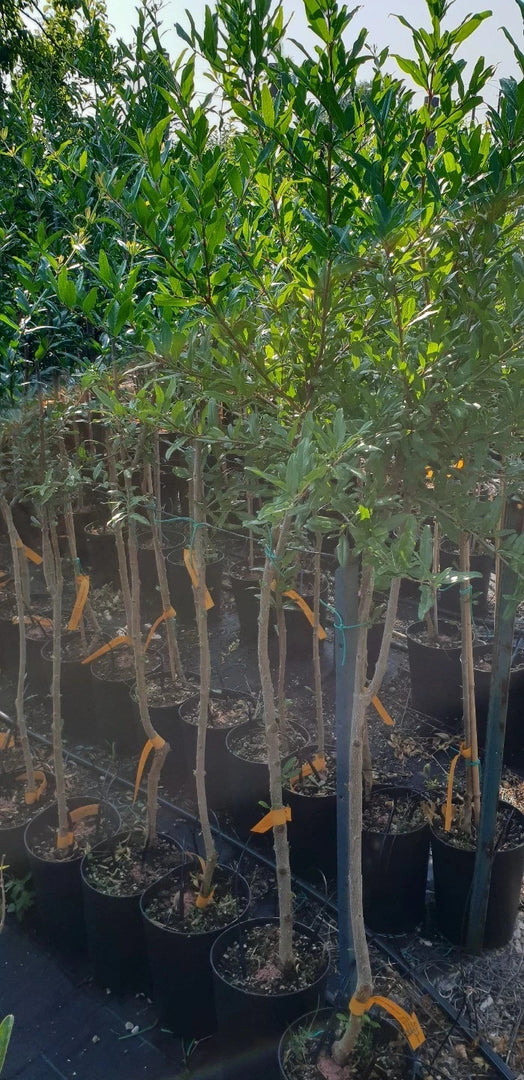 PIANTA DA FRUTTO MELOGRANO ACCO in vaso 20 età 2/3 anni (foto reali)