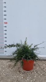 Carica immagine nel visualizzatore Galleria, PIANTA DI GREVILLEA JUNIPERINA PALLA VASO 17 CM (foto reale)