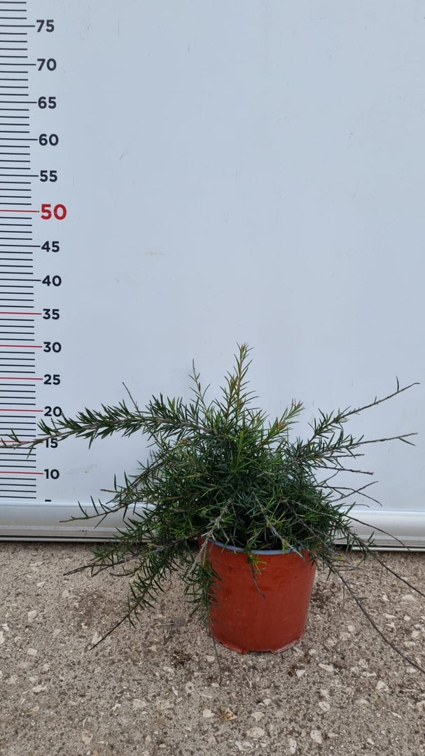 PIANTA DI GREVILLEA JUNIPERINA PALLA VASO 17 CM (foto reale)