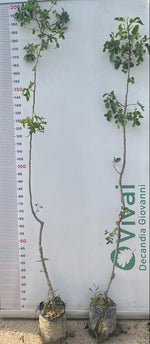 Carica immagine nel visualizzatore Galleria, 3 Piante di Pistacchio AEGINA (2 Femmina + 1 Maschio) Innesto 2 Anni – Fitocella