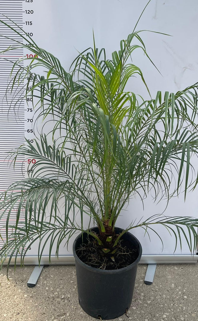 PIANTA DI PHOENIX ROBELLINA Phoenix "Roebelenii"  VASO 28 CM   (foto reali)