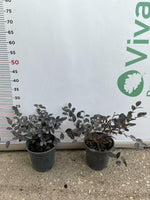 Carica immagine nel visualizzatore Galleria, PIANTA DI LOROPETALO CHINENSIS RUBRUM FIRE DANCE IN VASO 16 CM (foto reale)