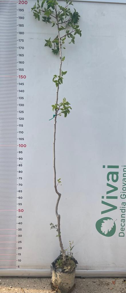 3 Piante di Pistacchio AEGINA (2 Femmina + 1 Maschio) Innesto 4 Anni – Fitocella