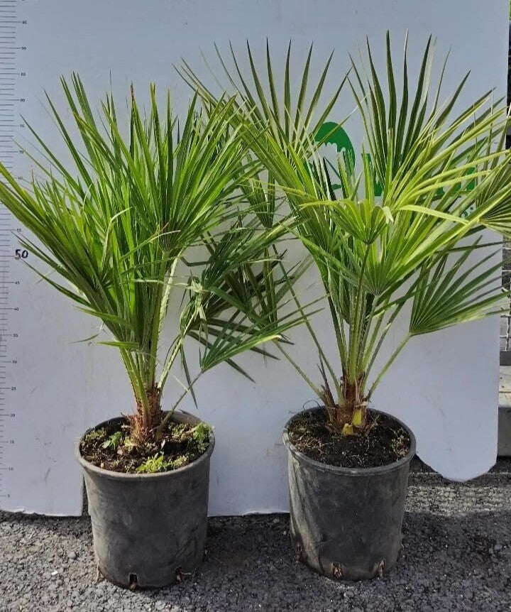 'CHAMEROPS UMILIS' PIANTA DI PALMA NANA IN VASO 22 CM  (foto reali)