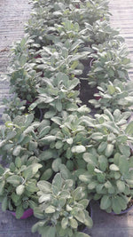 Carica immagine nel visualizzatore Galleria, N. 4  PIANTE  DI SALVIA  vaso 14 cm  (foto reali) aromatica