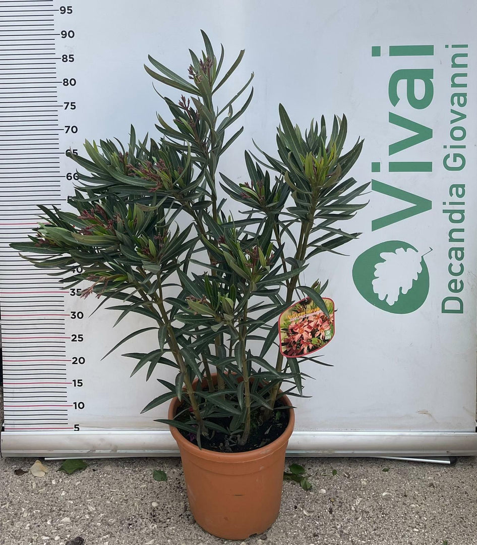PIANTA DI OLEANDRO NERIUM VASO 22 altezza 80 cm colori mix  (foto reale)