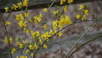 Carica immagine nel visualizzatore Galleria, PIANTA DI FORSYTHIA LINWOODGOLD IN VASO CM 18  (foto reale) ALTEZZA CM 40/50