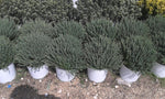 Carica immagine nel visualizzatore Galleria, N. 2 PIANTE DI THYMUS OFFICINALIS VULGARIS vaso 18