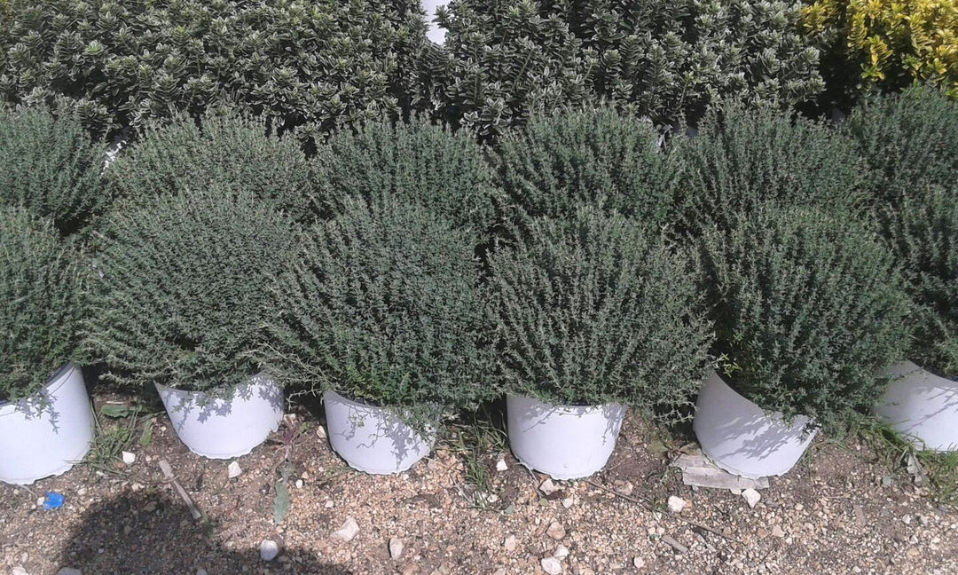 N. 2 PIANTE DI THYMUS OFFICINALIS VULGARIS vaso 18