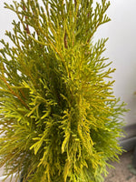 Carica immagine nel visualizzatore Galleria, PIANTA DI THUJA NANA AUREA VASO 17 CM  (foto reale) TUIA ORNAMENTALE