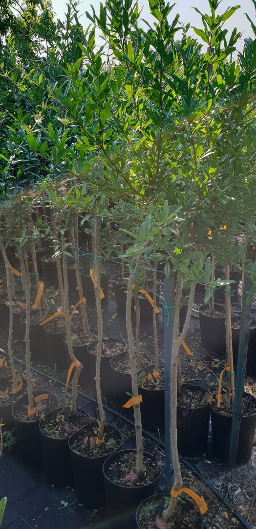N.10 PIANTA DA FRUTTO MELOGRANO ACCO in vaso 20 età 2/3 anni (foto reali)