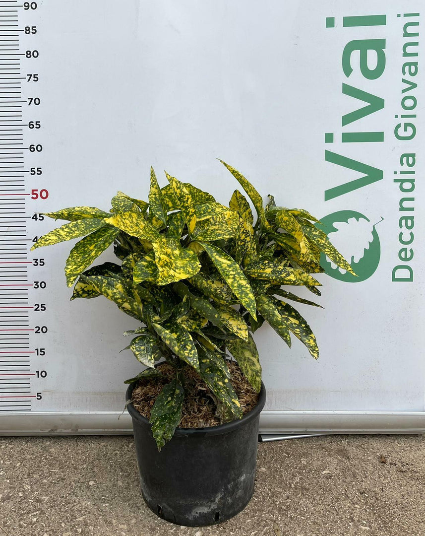 PIANTA DI AUCUBA JAPONICA  IN VASO 24 CM CESPUGLIO (foto reale)