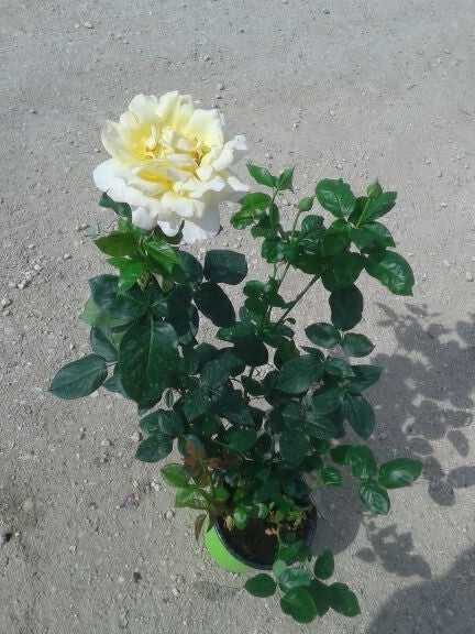 N. 12  PIANTA  DI ROSE A CESPUGLIO IN VASO CM19 (foto reali) colori assortiti