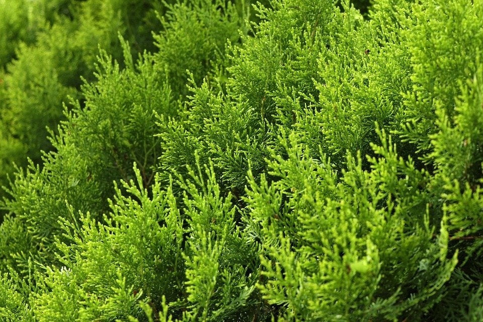PIANTA DI CUPRESSOCYPARIS LEYLANDII C.W GOLD PON PON VASO CLT 18  (foto reali)