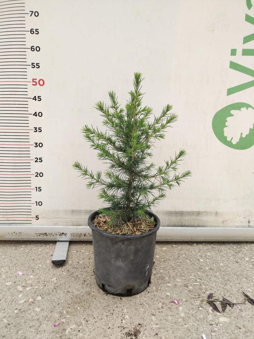 CEDRUS ATLANTICA VASO 20 pianta di cedro dell'atlante