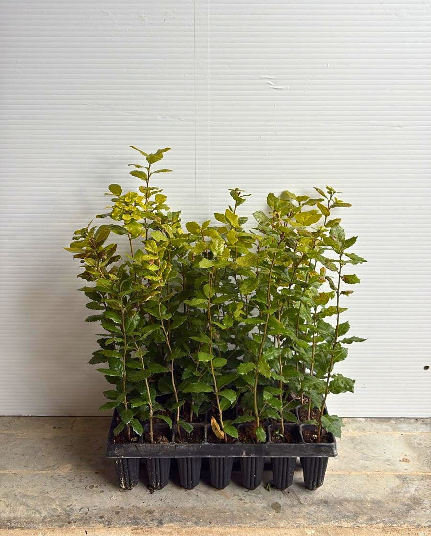 3 x PIANTA di ROVERELLA 'QUERCUS PUBESCENS'