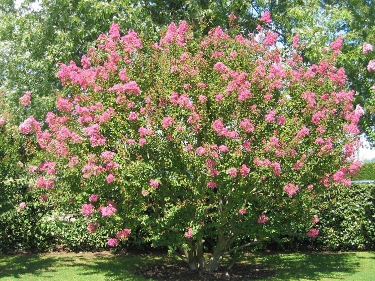 PIANTA DI LAGERSTROEMIA INDICA IN VASO 26 H 120 (foto reali) MIRTO CRESPO