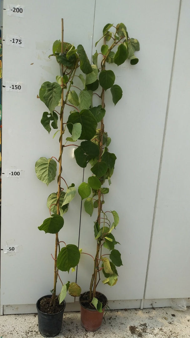 N.3 PIANTA DI KIWI  (1maschio + 2 femmina) VASO CM20  ALTEZZA CM 110/130