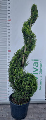 Carica immagine nel visualizzatore Galleria, PIANTA DI CUPRESSOCYPARI LEYLANDII SPIRALE V. 30 H150/17OCM  (FOTO REALI)