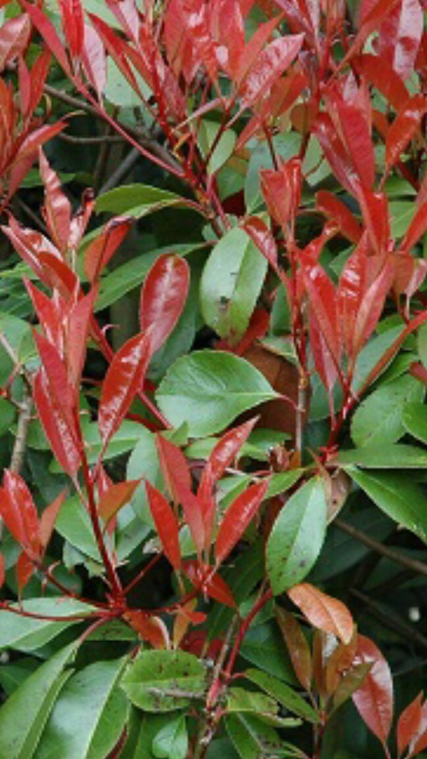 N. 10 PIANTE DI PHOTINIA red robin vaso 24 cm alte 130/150 cm rossa (foto reale)