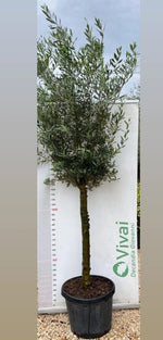 Carica immagine nel visualizzatore Galleria, ALBERO DI ULIVO 'OLEA EUROPAEA ORNAMENTALE' IN VASO 50