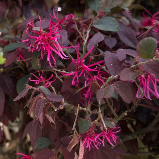 PIANTA DI LOROPETALO BLACK PEARL A CESPUGLIO  IN VASO 24 CM (foto reale)