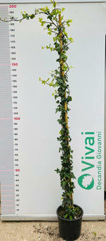 Carica immagine nel visualizzatore Galleria, PIANTA DI EDERA HELIX  ALTEZZA 180/190 cm (foto reale) IN VASO CM 22