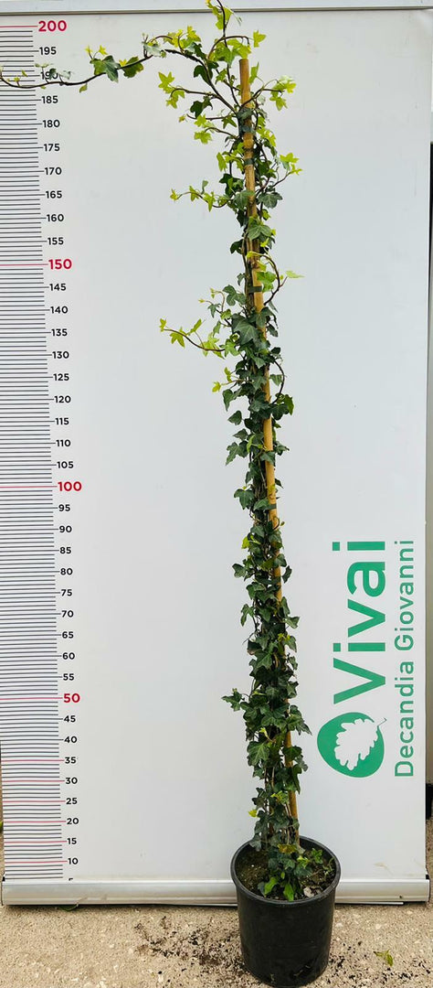 PIANTA DI EDERA HELIX  ALTEZZA 180/190 cm (foto reale) IN VASO CM 22