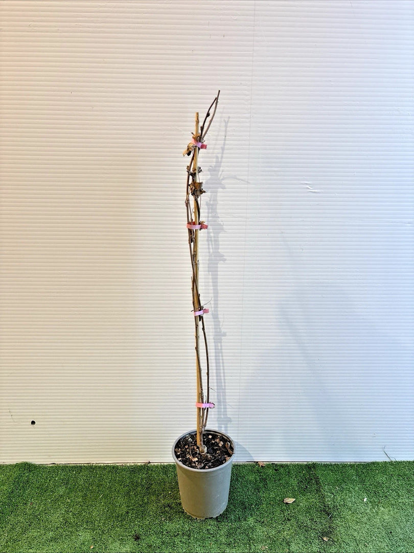 PIANTA RAMPICANTE DI GLICINE WISTERIA in vaso 20