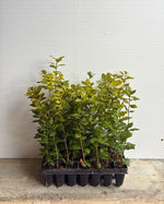 Carica immagine nel visualizzatore Galleria, 3 x PIANTA di LECCIO 'QUERCUS ILEX'