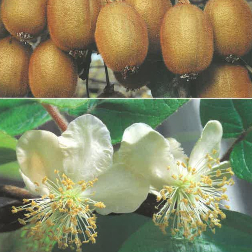 PIANTA DA FRUTTO KIWI a radice nuda - varietà a scelta età 2 anni foto reali