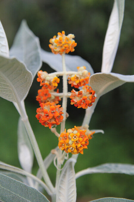 PIANTA DI BUDDLEJA IN VASO 18 CM ALBERO DELLA FARFALLA colori mix