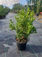 Carica immagine nel visualizzatore Galleria, N. 2  PIANTE DI BUXUS BOSSO FAULKNER VASO CM 17 ALTEZZA 35 CM (foto reale) siepe