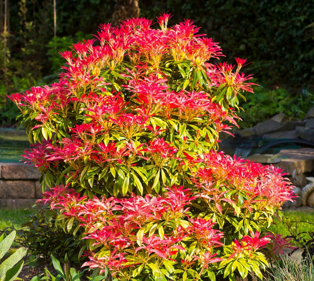 PIANTA DI PIERIS FOREST FLAME VASO CLT 3 ALTEZZA 30/40 CM   (foto reale)