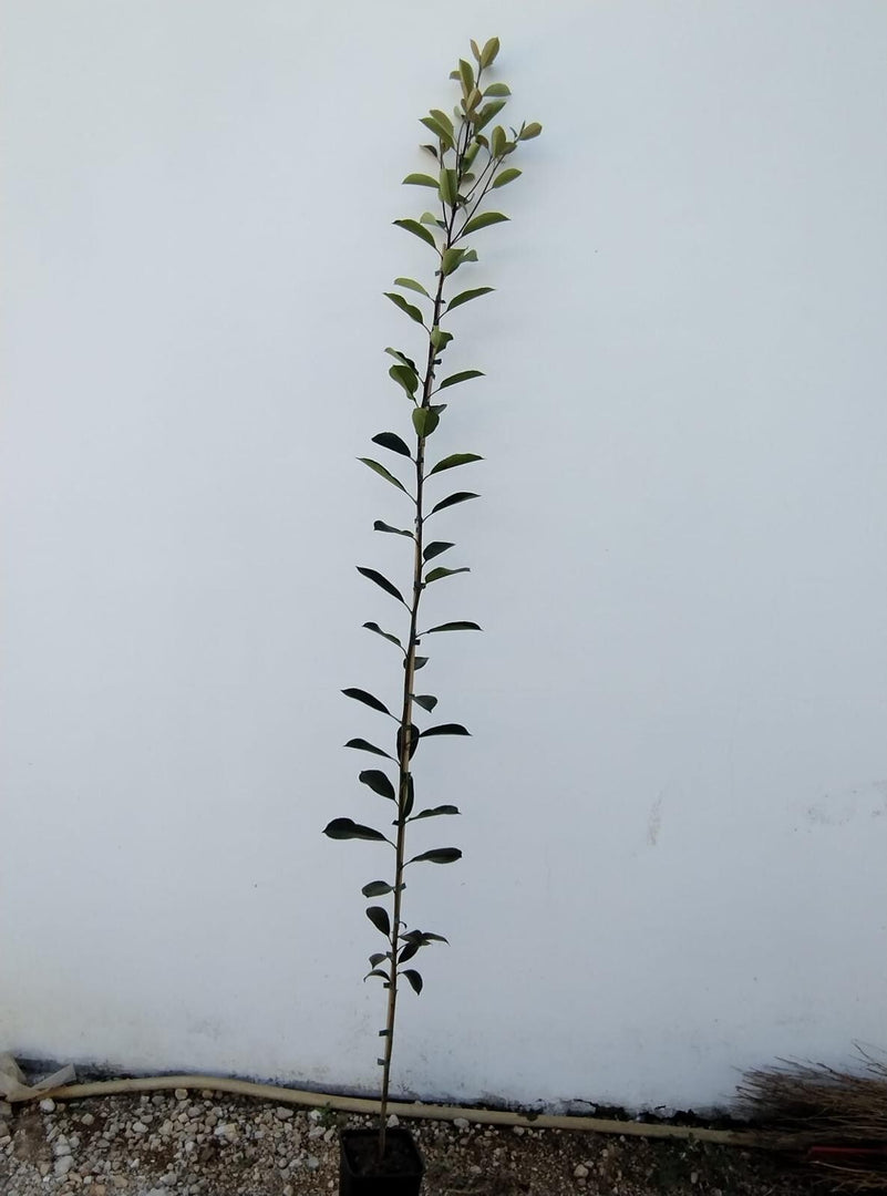 ALBERO DI PHOTINIA RED ROBIN DI ANNI DUE  altezza 180/200 cm  (foto reale)