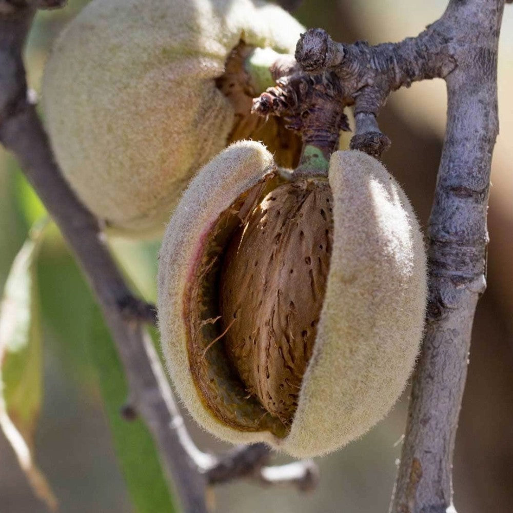 PIANTA DA FRUTTO MANDORLO GENCO in vaso 20 età 2/3 anni (foto reali)