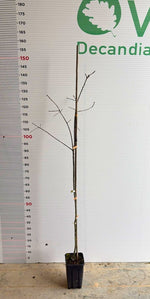 Carica immagine nel visualizzatore Galleria, Pianta di Quercus rubra - QUERCIA ROSSA in vaso 13x13