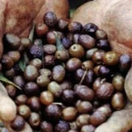 Carica immagine nel visualizzatore Galleria, PIANTA DI ULIVO MAJATICA DI FERRANDINA in vaso 20/fitocella - età 2/3 anni