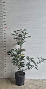 Carica immagine nel visualizzatore Galleria, N. 25 PIANTE  DI PHOTINIA RED ROBIN vaso 18 cm altezza 50 cm rosso