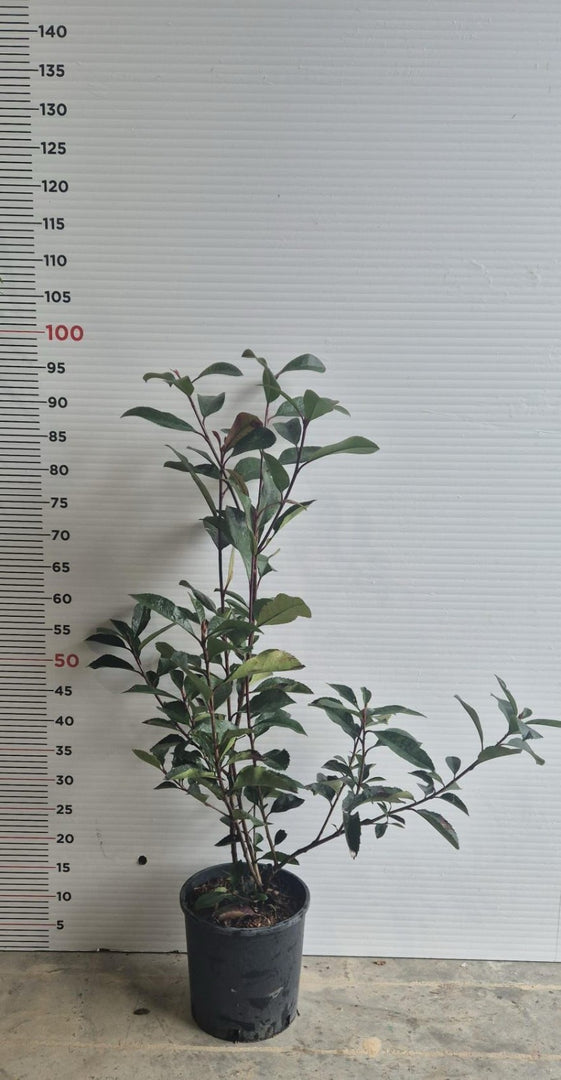 N. 25 PIANTE  DI PHOTINIA RED ROBIN vaso 18 cm altezza 50 cm rosso