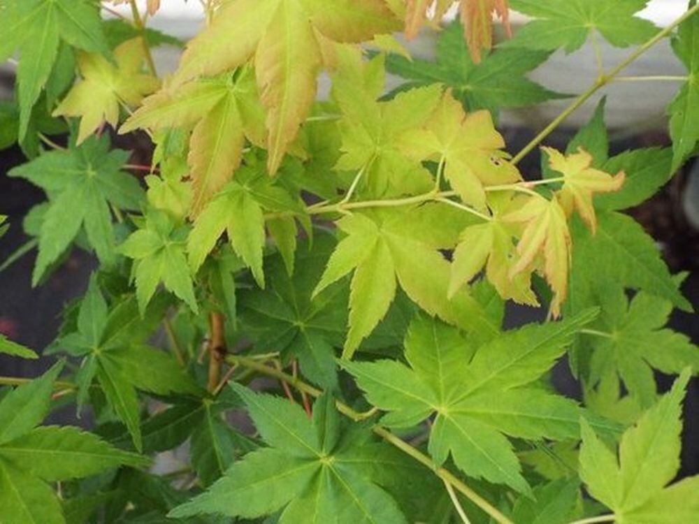 PIANTA DI ACER PALMATUM  IN VASO 16X16 CM ALTEZZA 180/200 CM  (foto reali)