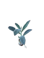 Carica immagine nel visualizzatore Galleria, 10 pezzi di piante grasse Tomentosa - Kalanchoe Hybrida IN VASO 10