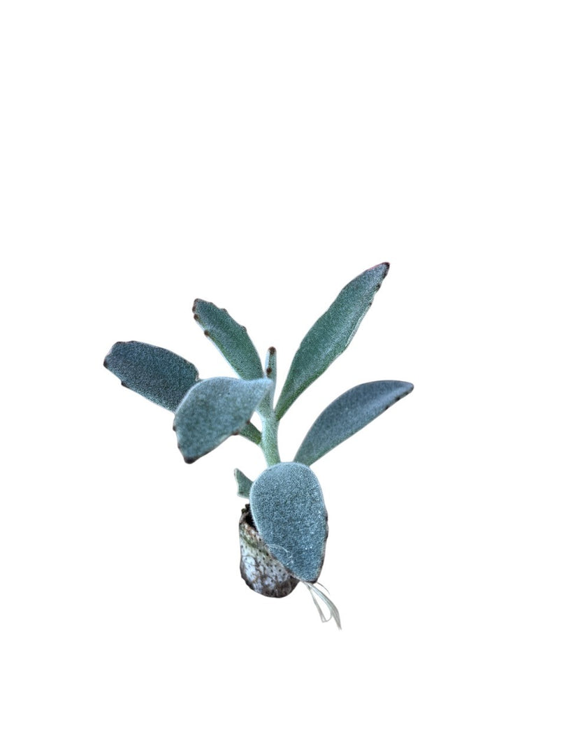 10 pezzi di piante grasse Tomentosa - Kalanchoe Hybrida IN VASO 10