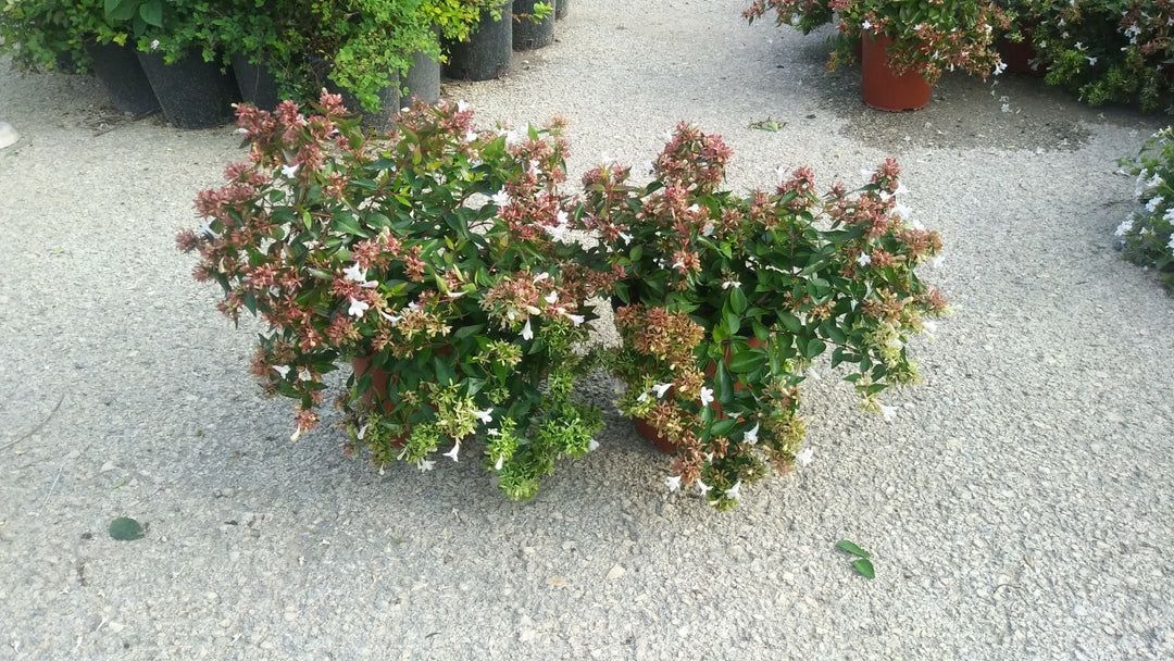 PIANTA DI ABELIA GRANDIFLORA VASO CM 16  (foto reale)