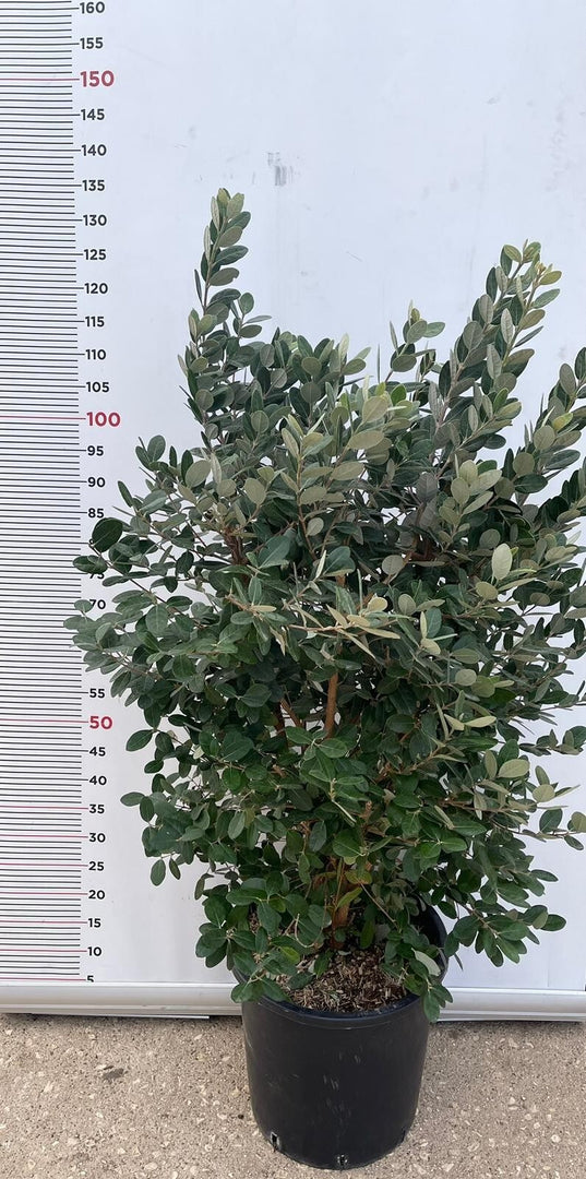 PIANTA DI FEIJOA ACCA SELLOWIANA IN VASO 30 altezza 120/140 cm