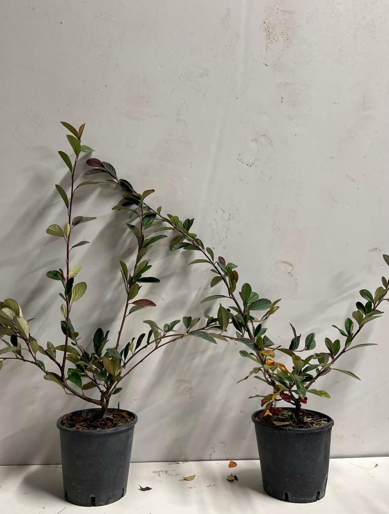 PIANTA DI COTONEASTER FRANCHETTII VASO 16 CM