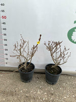 Carica immagine nel visualizzatore Galleria, PIANTA DI FORSYTHIA LYNWOOD VARIETY VASO 16 CM (foto reale)  FIORE GIALLO