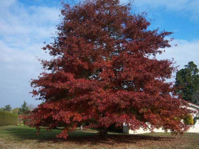 Pianta di Quercus rubra - QUERCIA ROSSA in vaso 13x13